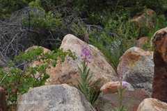 Epilobium angustifolium